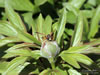 apr06-hdig-050