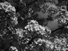 apr06-hdig-077