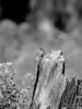 aug06-hdig-105