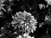 aug06-hdig-207