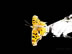 butterfly1B