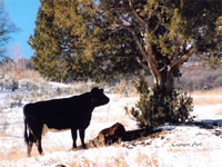 dec-038-04