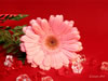 jan06-hdig-339