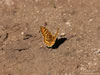 june06-hdig-374