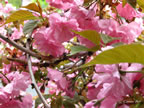 may-dig-014
