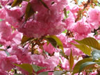 may-dig-015