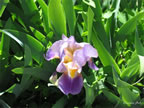 may-dig-039