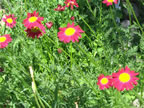 may-dig-044