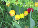 may-dig-045