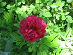 may-dig-046