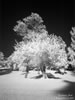 may06-hdig-513