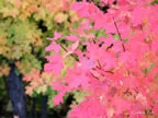 oct-hdig-036
