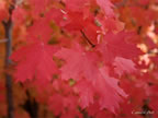 oct-hdig-040