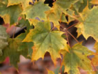 oct-hdig-077