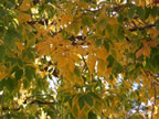 oct-hdig-110