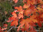 oct-hdig-145