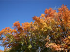 oct-hdig-155
