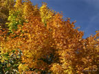 oct-hdig-233