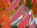 oct-hdig-242