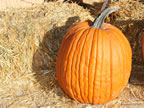 oct-hdig-247