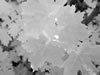 sept06-hdig-271