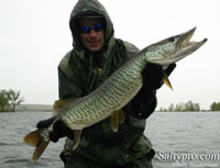 Tiger Muskie